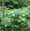 Siberian Ginseng P.E.