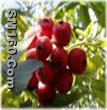 Hawthorn Berry P.E. 