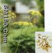 Fennel Oil