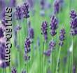 Lavender Oil 