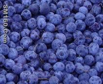 Blueberry Concentrate