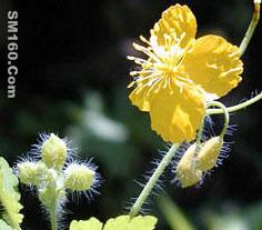 celandine extract