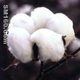 Vesicular Arbuscular Mycorrhiza Fungi, Glomus Fasciculatum