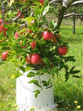 Nitrogen Fixing Biofertilizer, Nitrogen Fixing Bacteria, Azotobacter