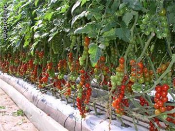 Nitrogen fixing biofertilizer, Rhizobium Bacteria, Rhizobium Nitrogen 