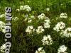 Ledum palustre