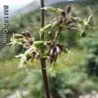  Silene otites Extract 