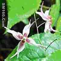 Horny Goat Weed Extract