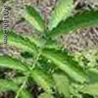 Agrimony Extract