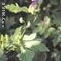  Aconitum Ambiguum P.E.