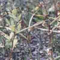 Semen Trigonellea P.E.