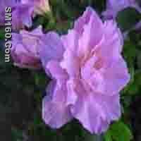 Rhododendron Simsii P.E.