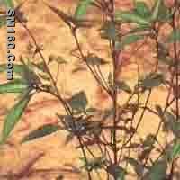  Acalypha Australis P.E.