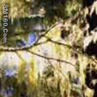 Alectoria Asiatica P.E.