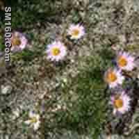  Tatarian Aster Extract