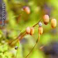 Bryum Argenteum P.E.