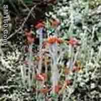 Cladonia Cenotea P.E.