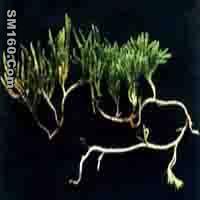  Diphasiastrum Alpinum P.E.