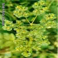  Euphorbia Helioscopia P.E.