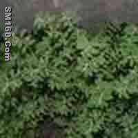 Euphorbia Humifusa P.E.