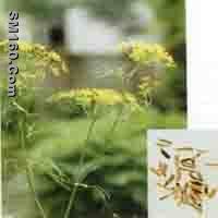 Sweet Fennel Extract