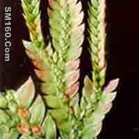  Huperzia Serrata P.E.