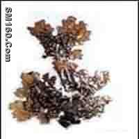  Lobaria Pulmonaria P.E.