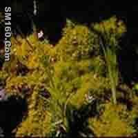  Philonotis Fontana P.E.