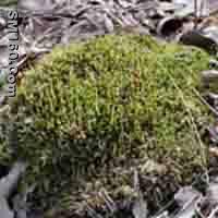 Plagiomnium Cuspidatum P.E.