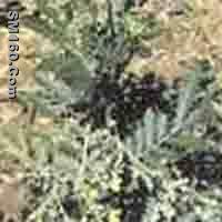  Polygonatum Odoratum P.E.