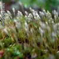  Polytrichum Commune P.E.