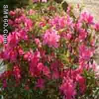  Rhododendron Dauricum P.E.