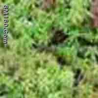  Sphagnum Palustre P.E.