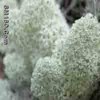  Stereocaulon Paschale P.E.