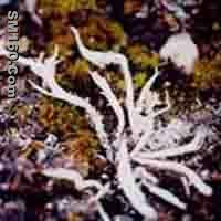  Thamnolia Subuliformis P.E