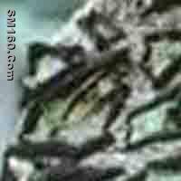 Umbilicaria Tornata P.E.