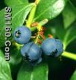 blueberry anthocyanin