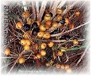 Saw Palmetto Fruit P.E.