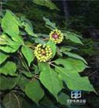 Siberian Ginseng Extract 