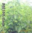 Stevia leaf extract