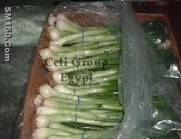 spring onion
