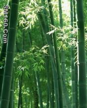fresh bamboo leaf flavonoid
