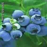 Blueberry Anthocyanin   
