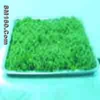 Gynostemma Pentaphylium P.E.