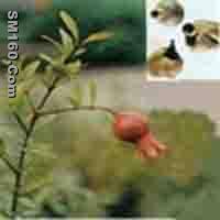 Pomegranate Hull P.E.