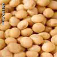  Soybean P.E.      