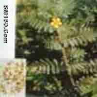 Tribulus terrestris P.E.     