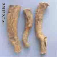 Astragalus P.E.   