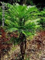 Eurycoma longifolia powder extract