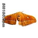 Male silk moth extract(sales5 at lgberry dot com dot cn )